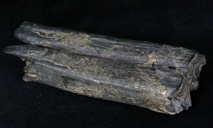 Pleistocene Aged Fossil Horse Tooth - Florida #21827
